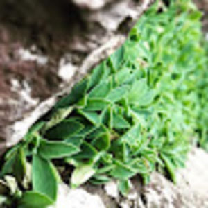 Meet your Posher, Abigail